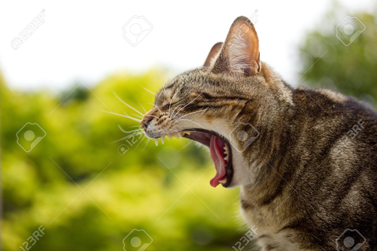 動物彫刻 あくびをする子猫 ネコ 彫像 ねこカフェ コレクション 趣味 縁起物 幸運 千客万来 応援 介護 輸入品 Smp Police Gov