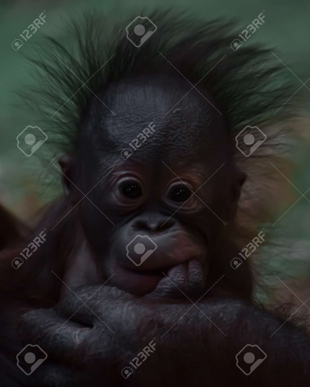 A Cute Little Orangutan Baby With Fluffy Red Hair And Black Eyes. Baby Monkey - Orangutan. Stock Photo, Picture And Royalty Free Image. Image 163263222. A Cute Little Orangutan Baby With Fluffy Red Hair And Black Eyes. Baby Monkey - Orangutan. Stock Photo, Picture And Royalty Free Image. Image 163263222.