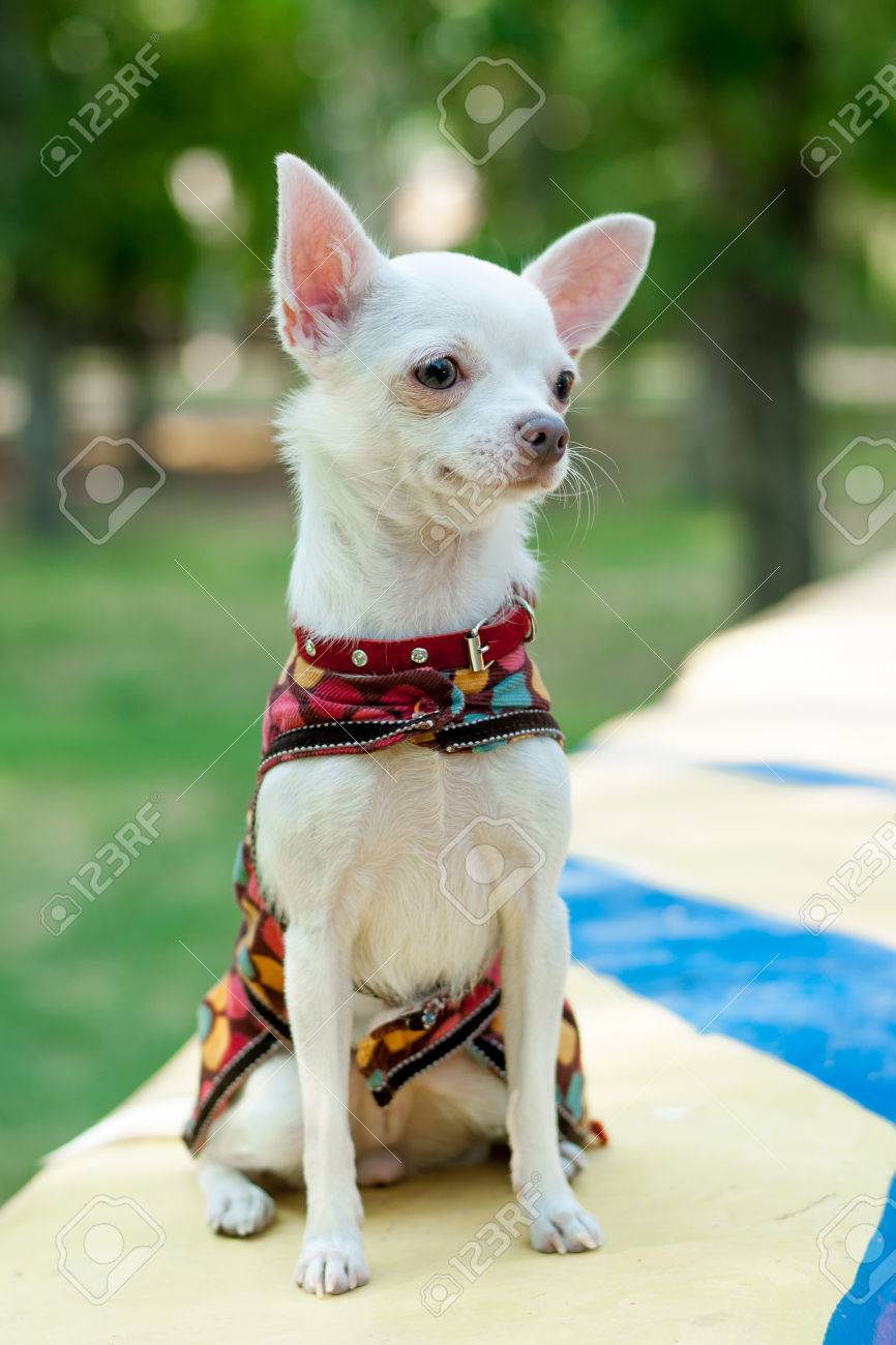 Pedigrí Ropa Chihuahua Perro Al Fotos, Imágenes Y Fotografía De Archivo Libres De Derecho. 66229980.