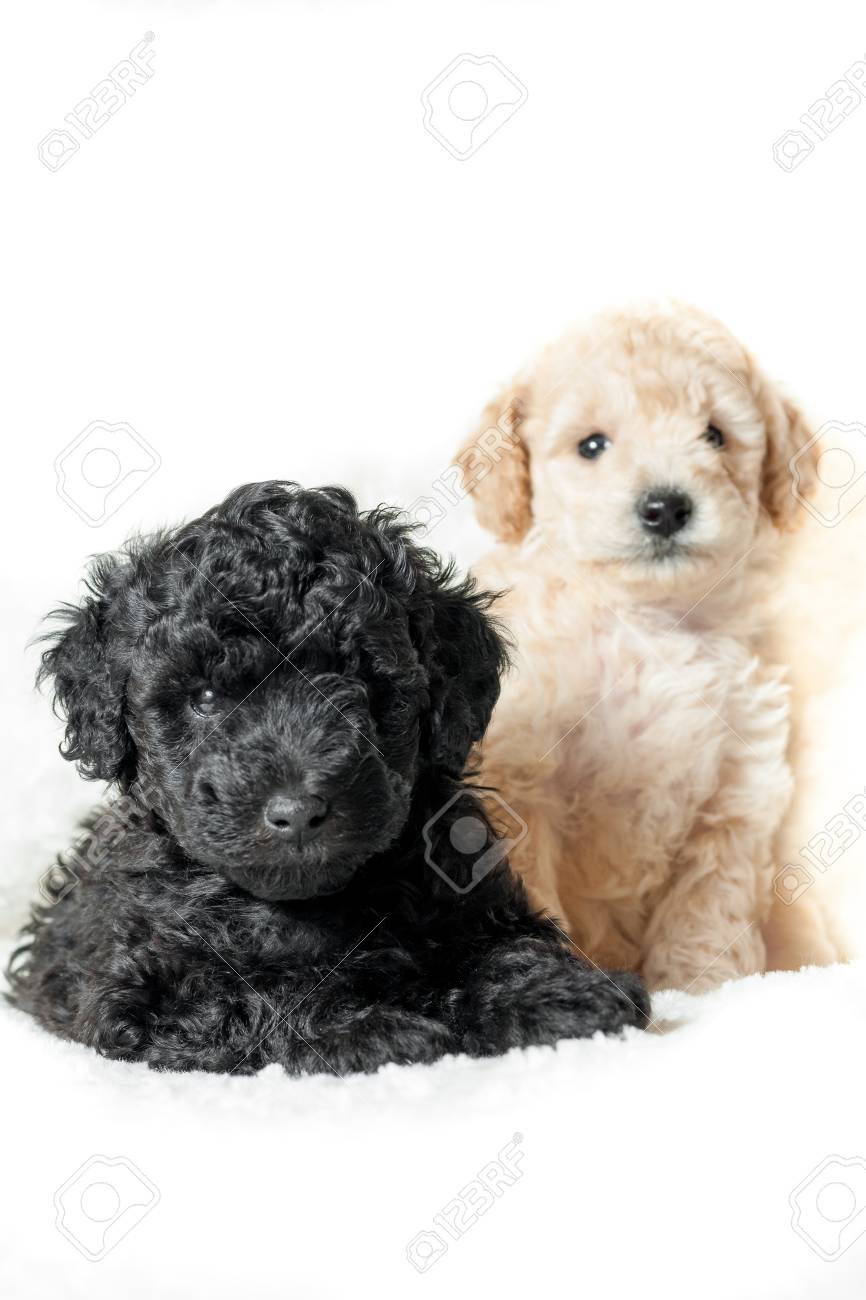 toy poodle beige