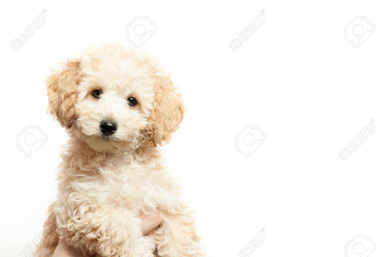 chiweenie breeders near me