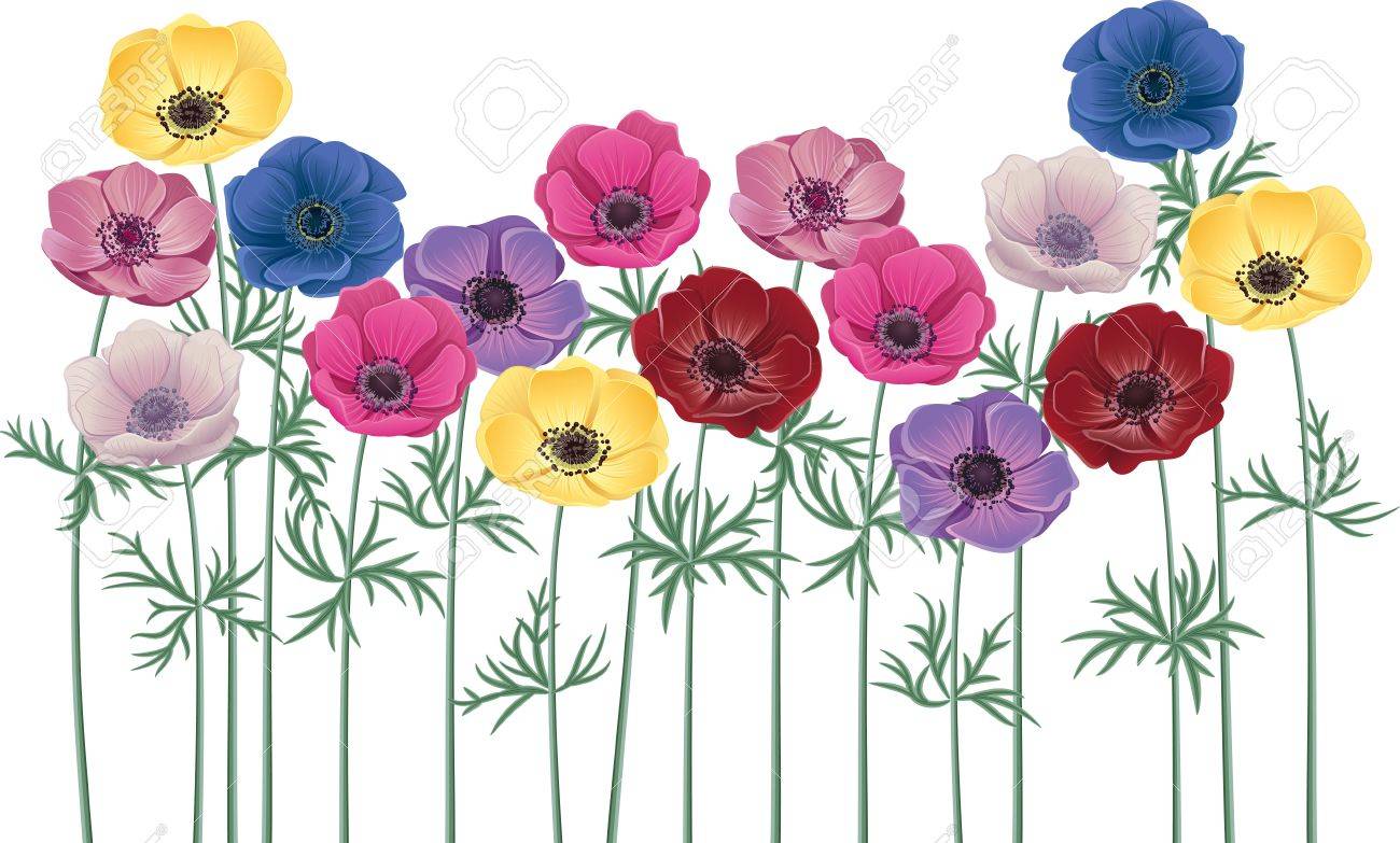 アネモネ 白い背景で隔離の花のグループ のイラスト素材 ベクタ Image アネモネ 白い背景で隔離の花のグループ のイラスト素材 ベクタ Image