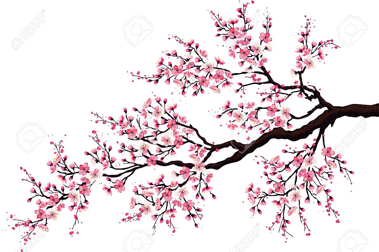 branch of a blossoming cherry tree isolated on a white background