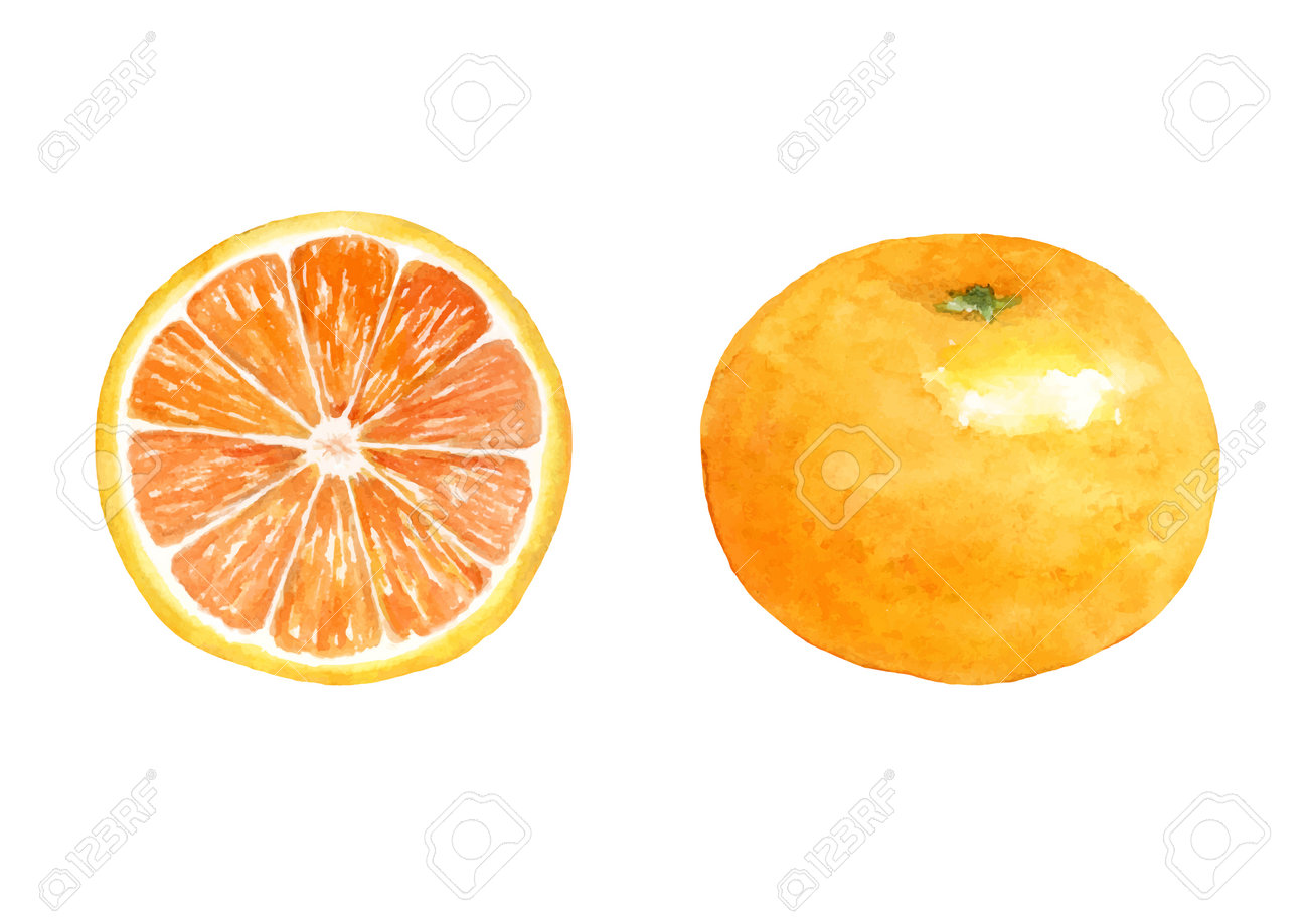 みかんの水彩イラストのイラスト素材・ベクター Image 192922389