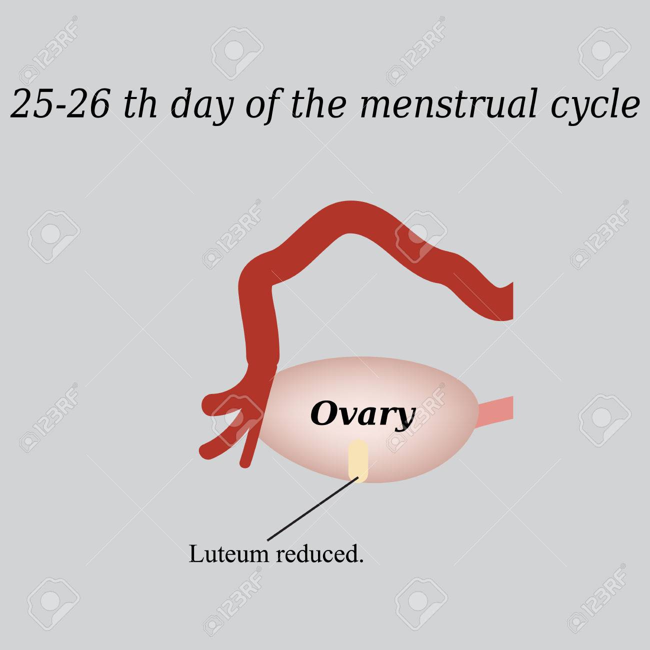 25 26 Days Of The Menstrual Cycle Reducing The Corpus Luteum Royalty Free Cliparts Vectors And Stock Illustration Image 42138168