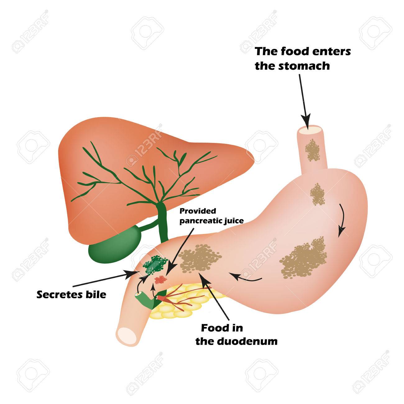 消化器系の臓器 消化装置 食べ物を消化する胆汁 膵液 Pirevarivaniya 食糧のための分離 インフォ グラフィック 孤立した背景の図 の イラスト素材 ベクタ Image