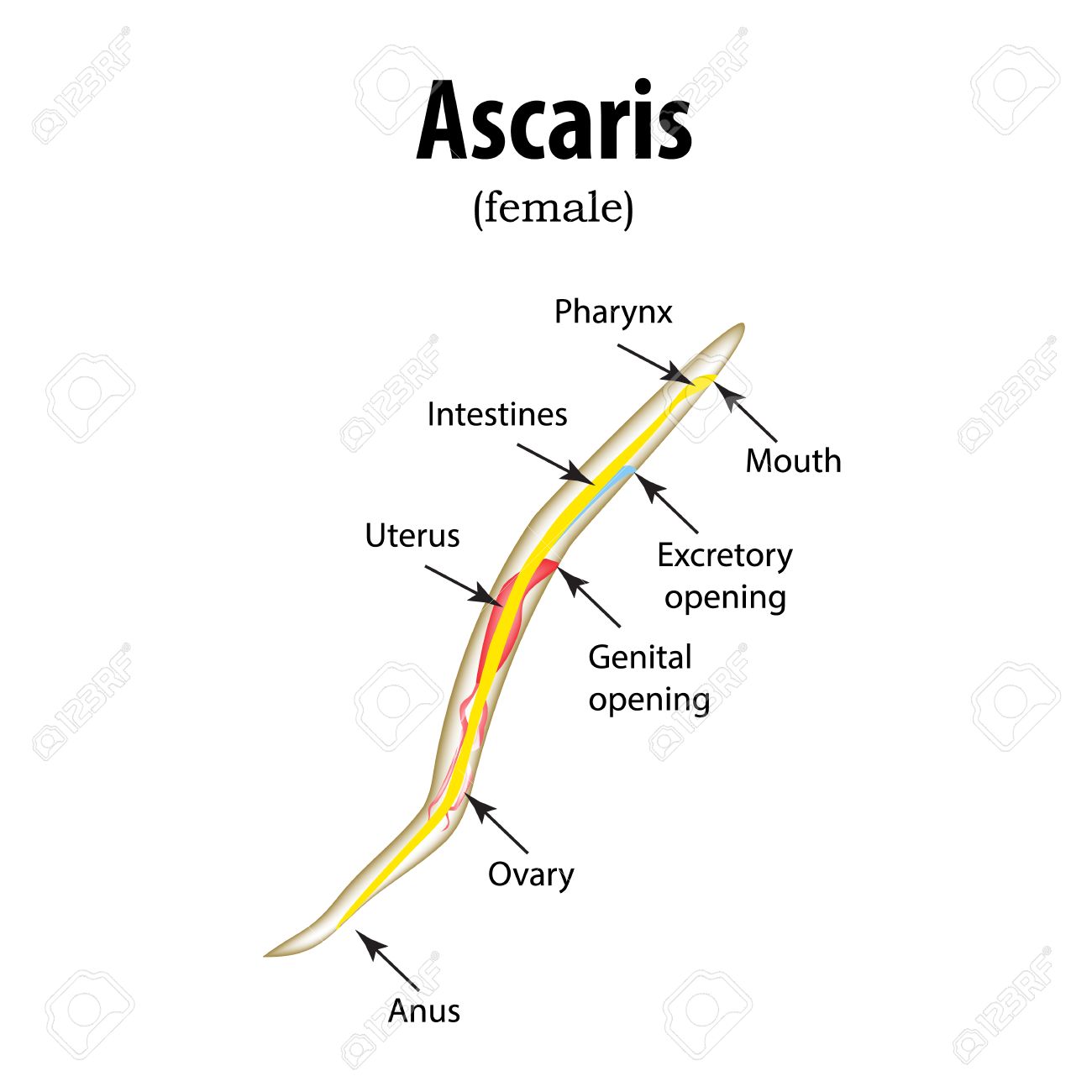 lombriz de ascaris lombriz de ascaris
