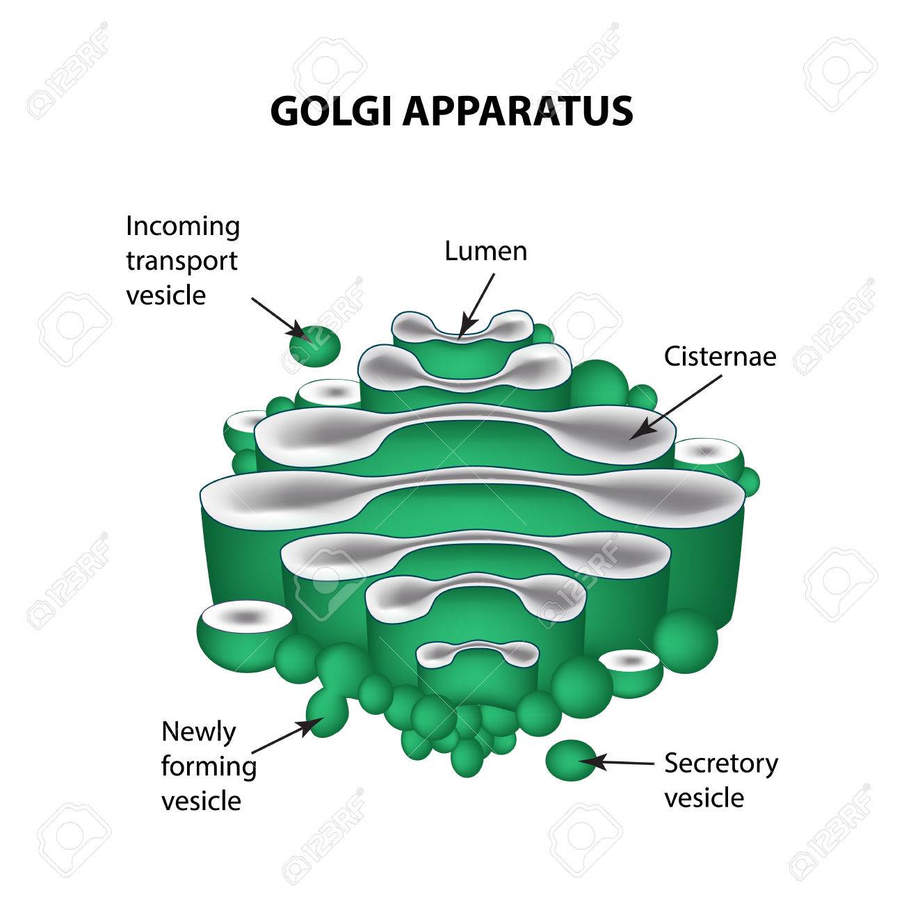 golgi body diagram labeled wiring diagram detailed