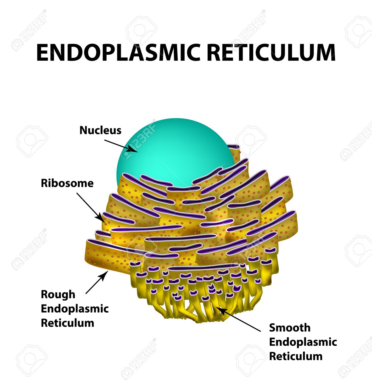 Endoplasmic Reticulum Structure. Infographics. Royalty Free SVG, Cliparts,  Vectors, and Stock Illustration. Image 68200204., image size:1247x1300