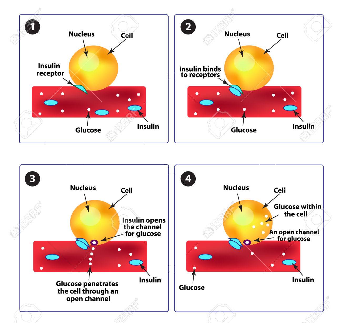 imágenes de receptores de células de diabetes tipo 2