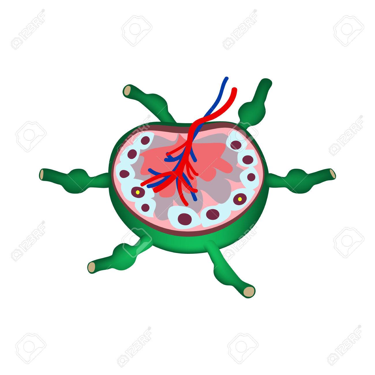 The anatomical structure of the lymph node. Infographics. Vector illustration on isolated background. - 74594207 The anatomical structure of the lymph node. Infographics. Vector illustration on isolated background. - 74594207