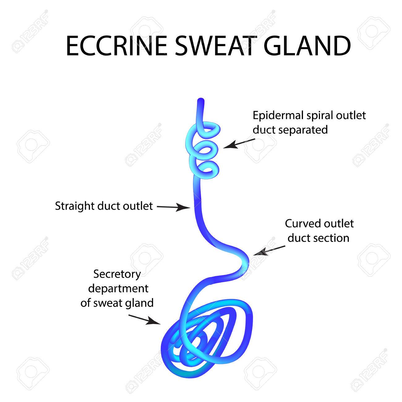 structure eccrine sweat gland infographics vector illustration