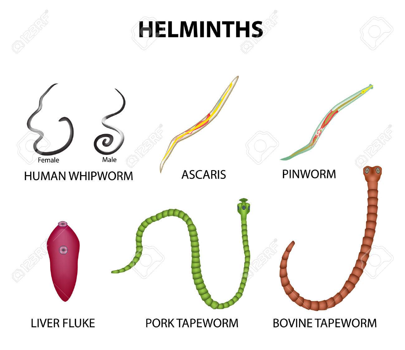 A Set Of Helminths Roundworm Ascaris Pinworms Bovine Tapeworm Pork Tapeworm Whipworm Liver Fluke Infographics Illustration On Isolated Background Royalty Free Cliparts Vectors And Stock Illustration Image 79948975