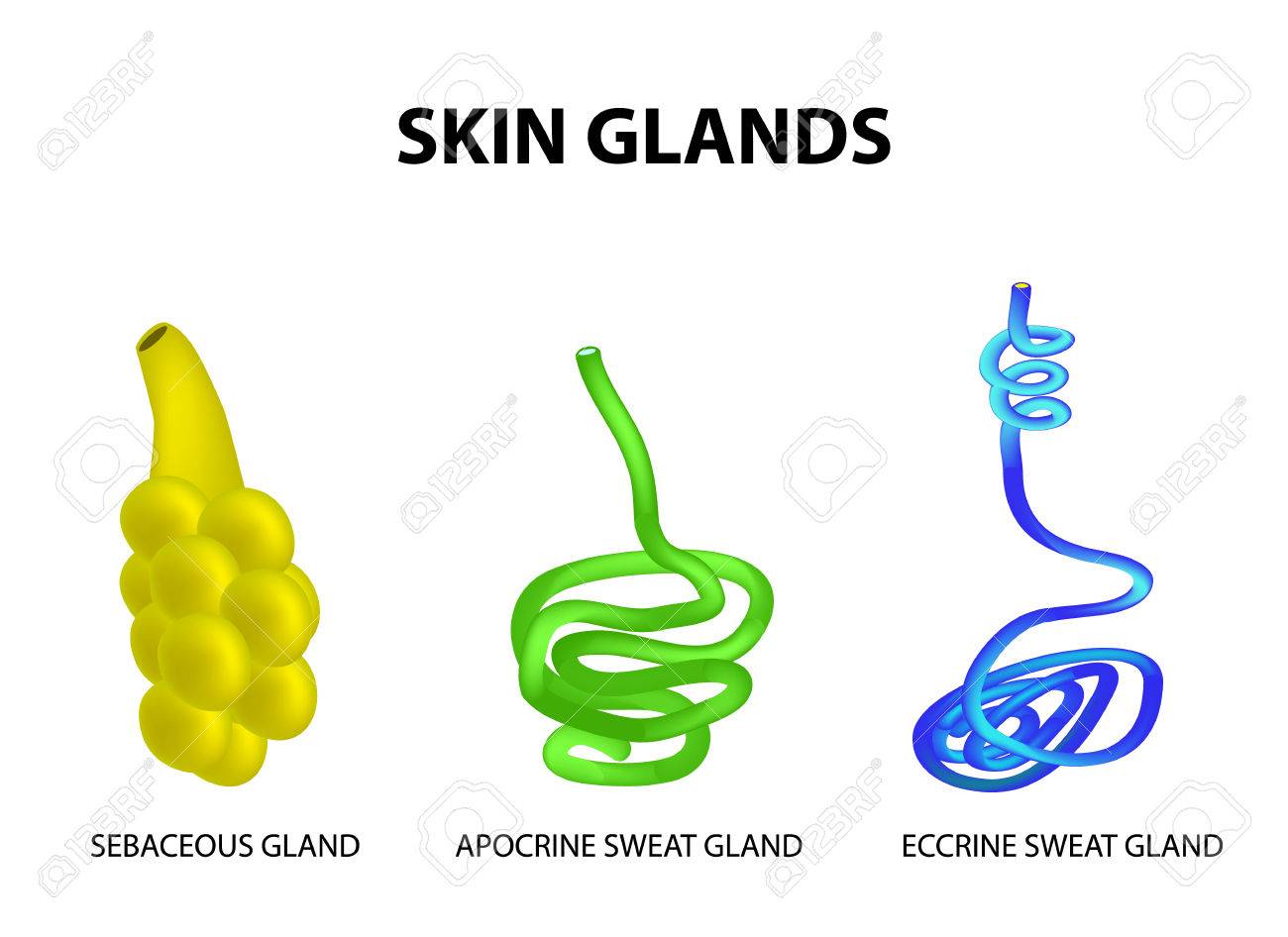 the structure of the glands of the skin sebaceous eccrine sweat