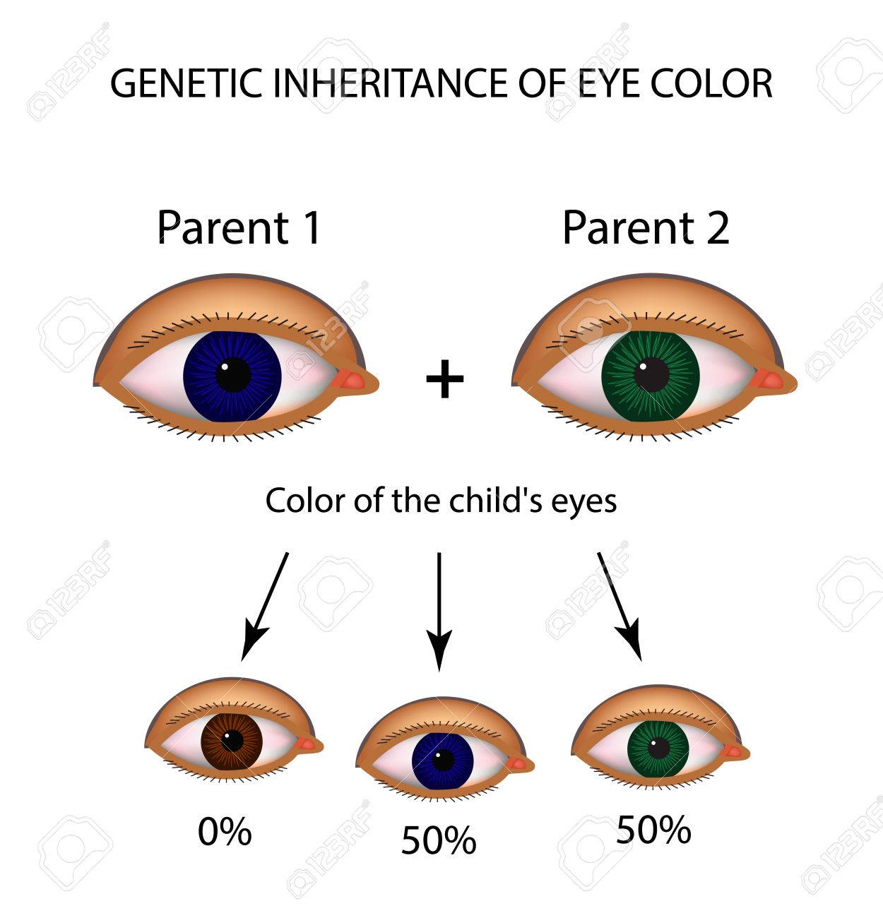 Parent Eye Color Chart