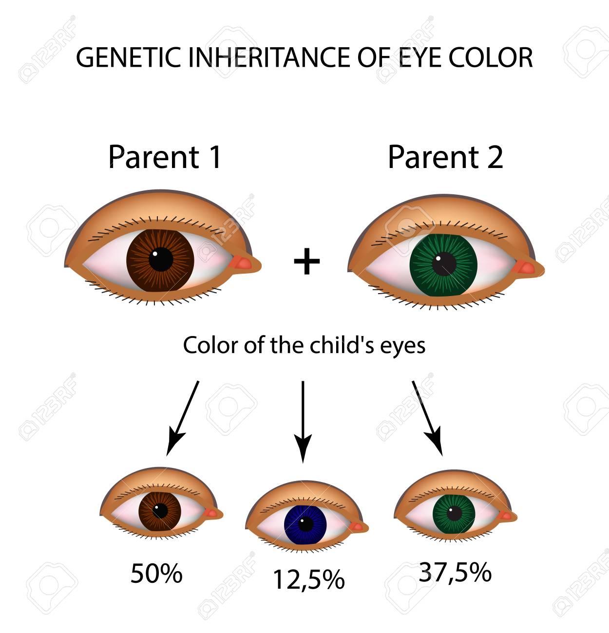 L Heritage Genetique De La Couleur Des Yeux Yeux Bruns Bleus Verts Infographie Illustration Vectorielle Sur Fond Isole Clip Art Libres De Droits Vecteurs Et Illustration Image 86487959