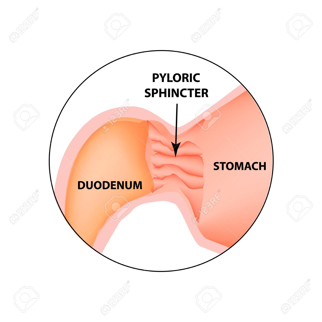 diagram of pylorus wiring diagram online Diagram of Cecum pyloric sphincter of the stomach duodenum pylorus infographics diagram of the gallbladder diagram of pylorus