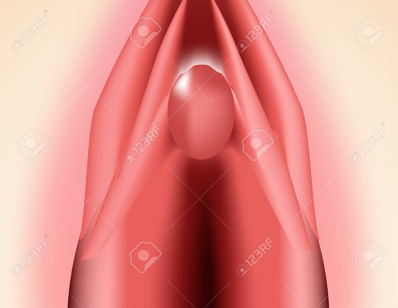 クリトリス　アップ 外陰部の構造。クリトリスの構造。女性の生殖器。処女膜。インフォグラフィックス。分離された背景上のベクターの図。のイラスト素材・ベクター Image  136550732