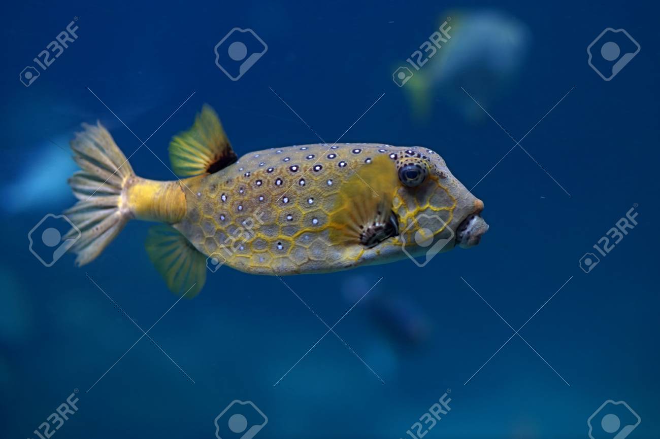 海で黄色のハコフグを発見しました 青色の背景色 の写真素材 画像素材 Image