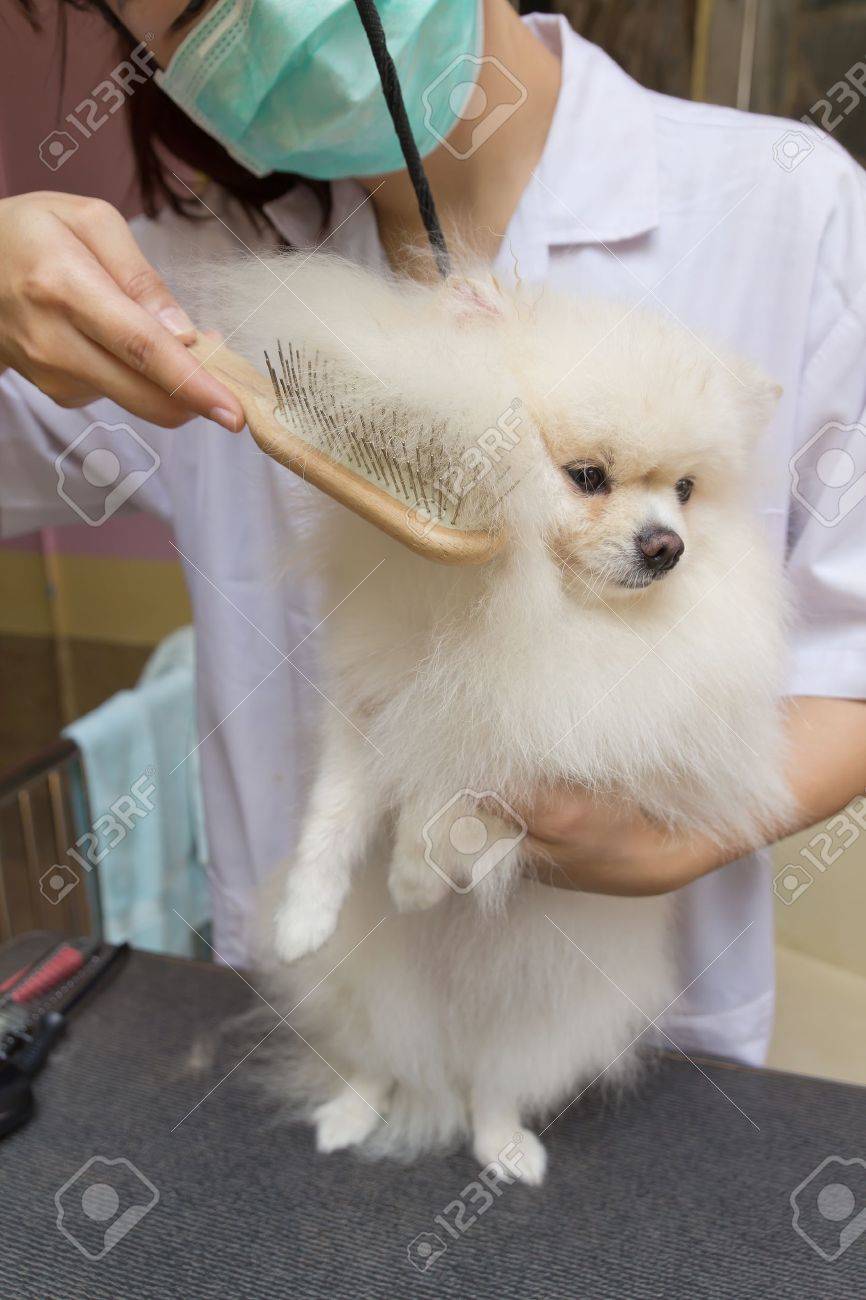 pomeranian brush