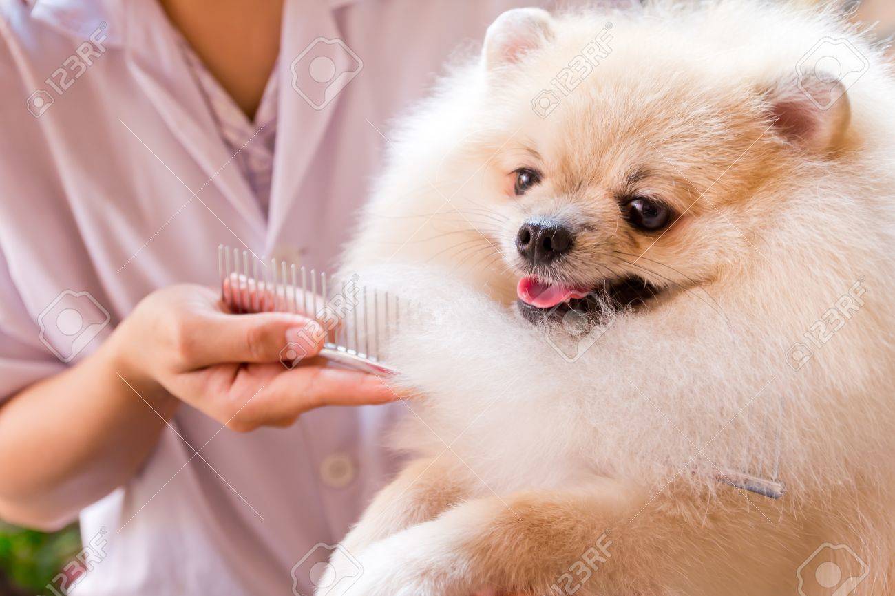comb for pomeranian