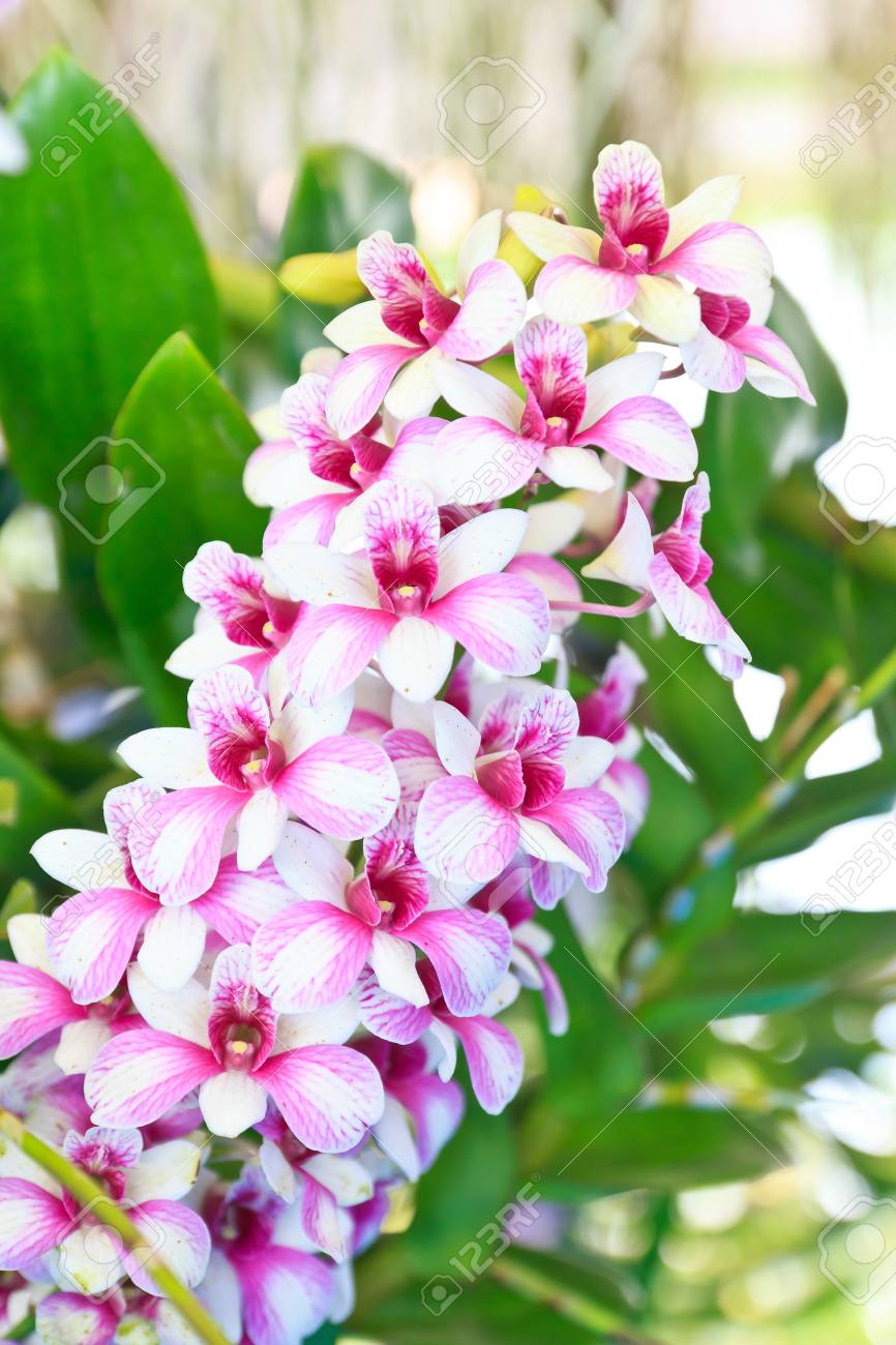 Belle Fleur Dorchidée Rose Avec Des Plantes Tropicales Vertes
