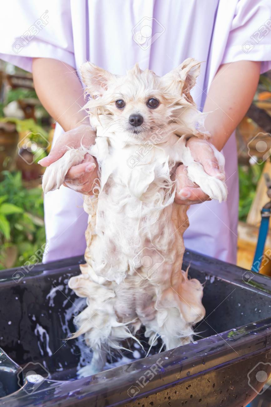 Bath Time For White Pomeranian Shower In Garden Stock Photo Picture And Royalty Free Image Image 25670194
