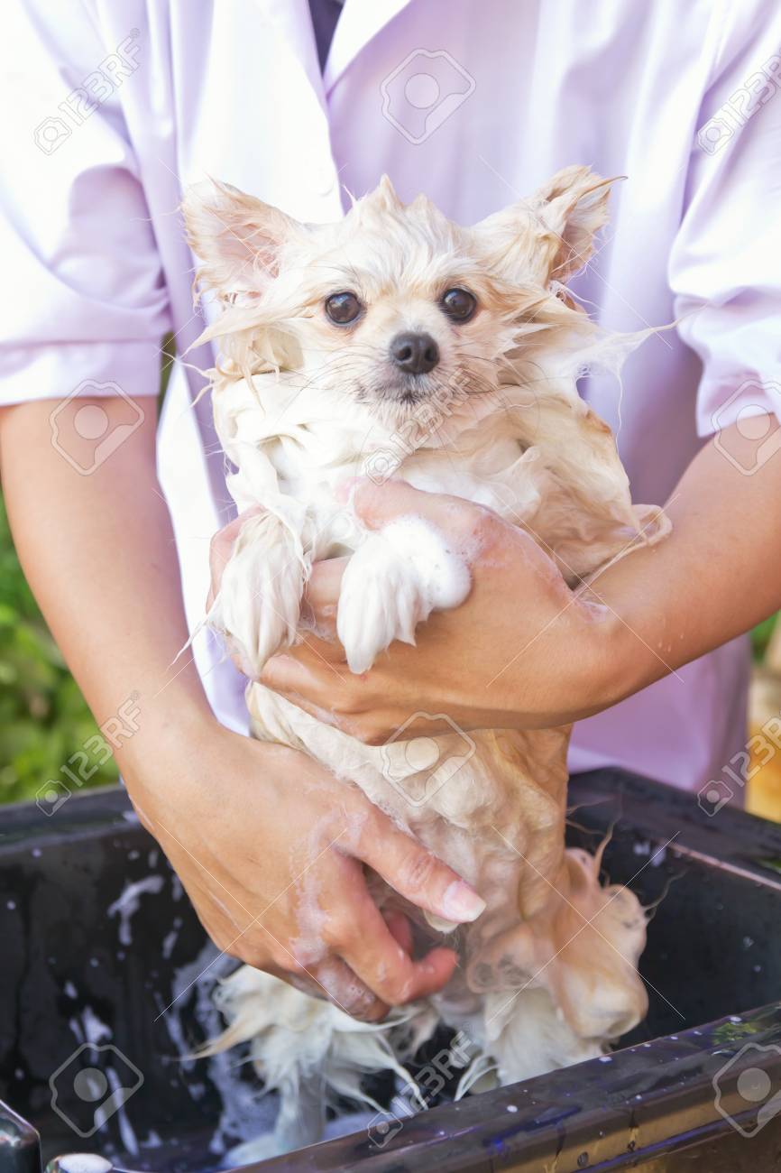 Bath Time For White Pomeranian Shower In Garden Stock Photo Picture And Royalty Free Image Image 25670204