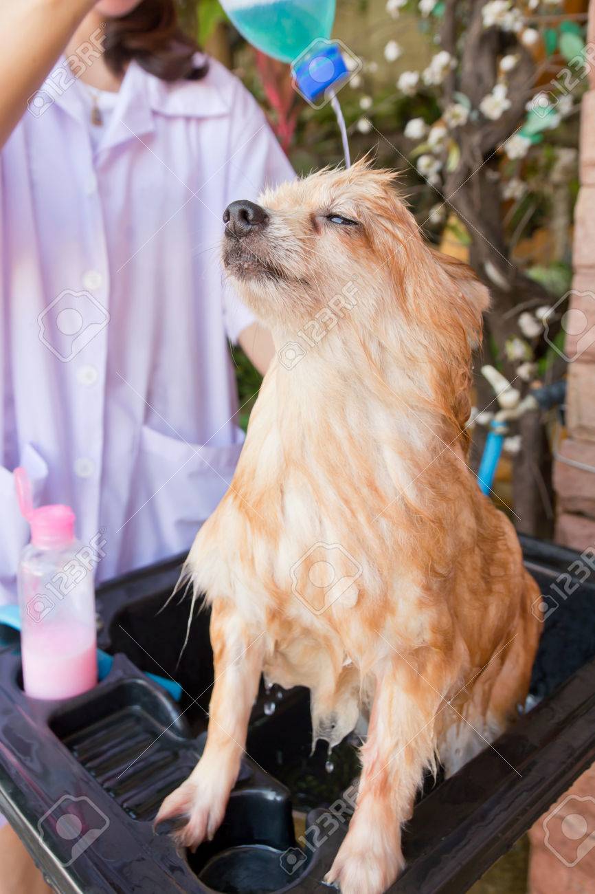 庭で茶色のポメラニアン シャワーのためのバスタイム の写真素材・画像 