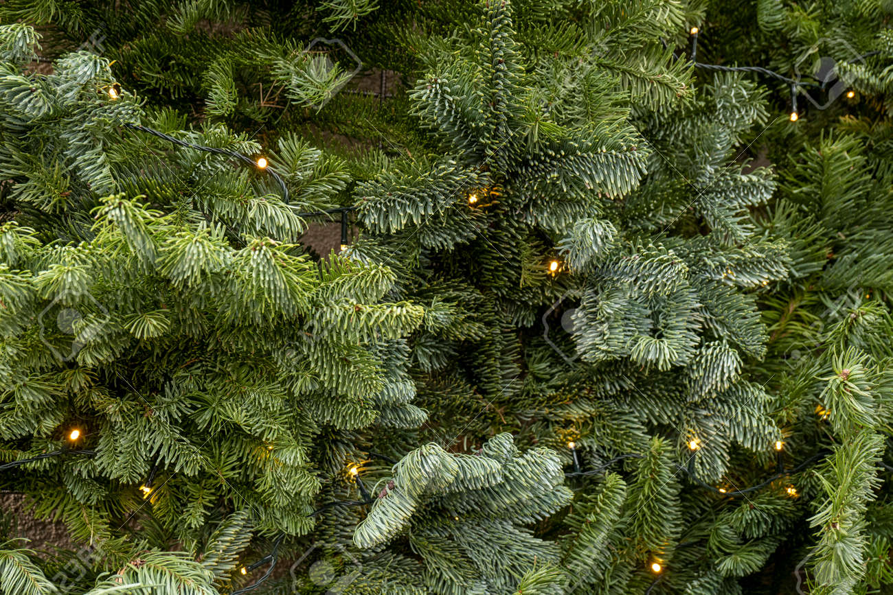 Christmas tree background. spruce branches with flatlay illumination - 164390390 Christmas tree background. spruce branches with flatlay illumination - 164390390