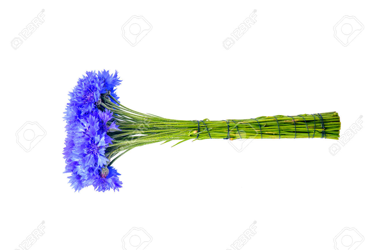 bouquet of blue cornflowers isolated on white background - 170592462 bouquet of blue cornflowers isolated on white background - 170592462
