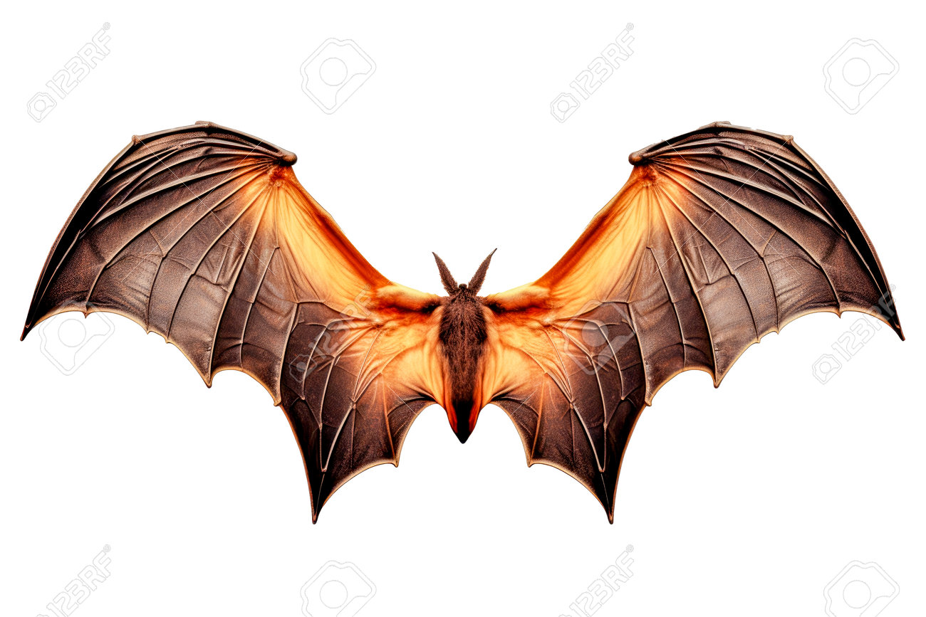 etiam-dictum-ipsum-a-felis