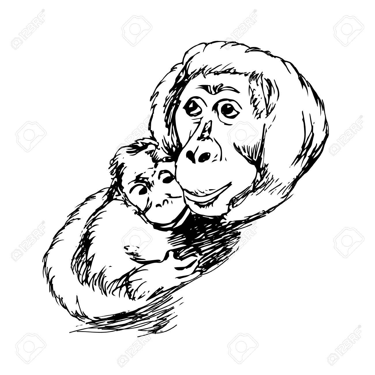 The Graphic Image Of The Monkey, Monkey Head, The Face. Drawing By ... for Line Drawing Monkey
110zmd The Graphic Image Of The Monkey, Monkey Head, The Face. Drawing By ... for Line Drawing Monkey
110zmd