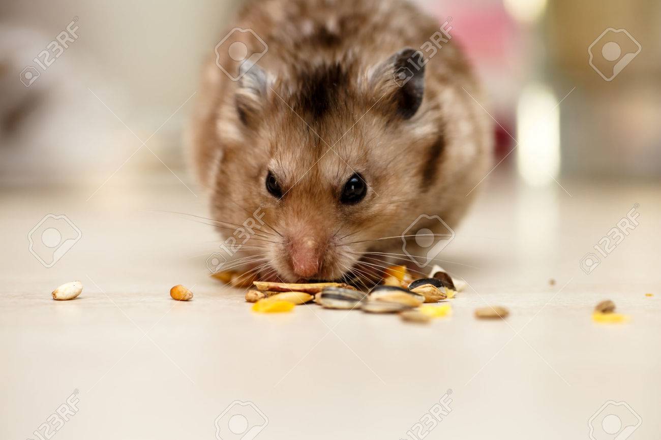corn hamster