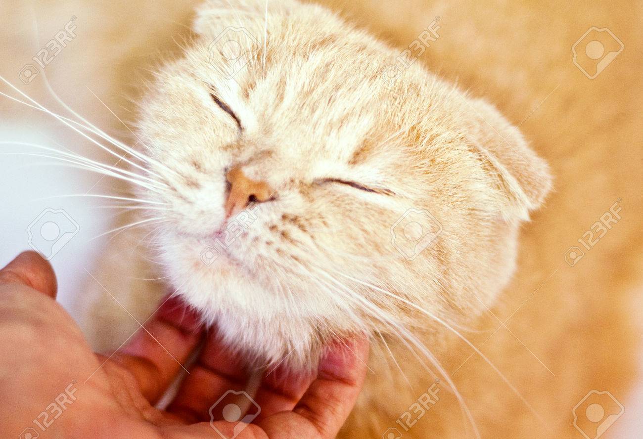 etiam-dictum-ipsum-a-felis