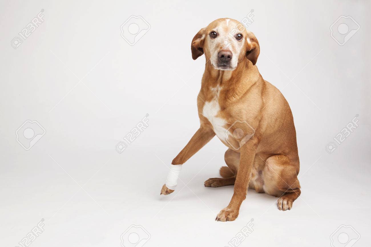 dog broken paw dog broken paw