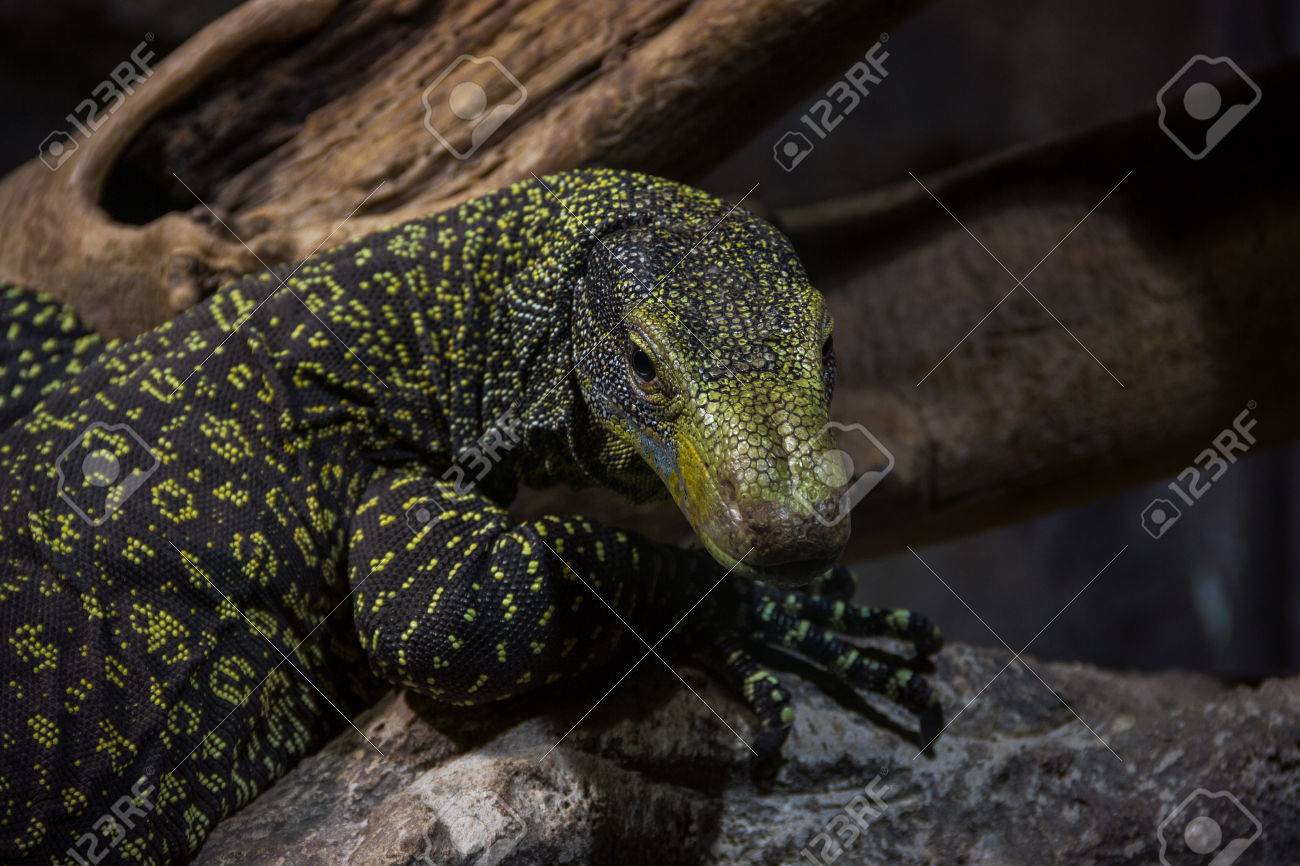 Black And Yellow Monitor Lizard Komodo Dragon Stock Photo