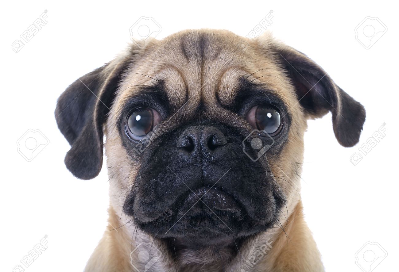 クローズ アップ ヘッドのパグ犬泣きそうな顔の白い背景の上の右の目に涙と の写真素材 画像素材 Image クローズ アップ ヘッドのパグ犬泣きそうな顔の白い背景の上の右の目に涙と の写真素材 画像素材 Image