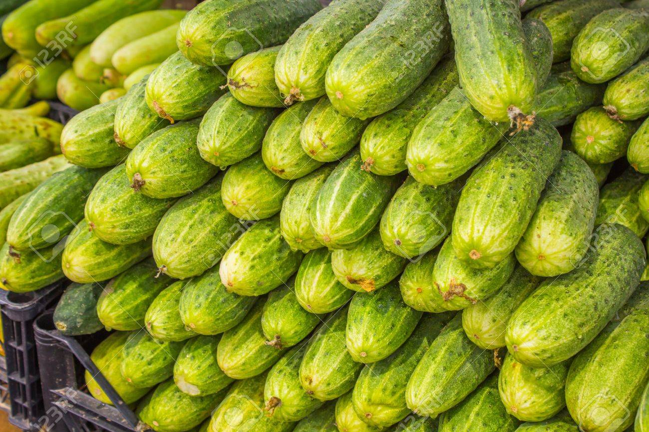 Big juicy ripe cucumbers in a pile on the counter market - 60870545 Big juicy ripe cucumbers in a pile on the counter market - 60870545