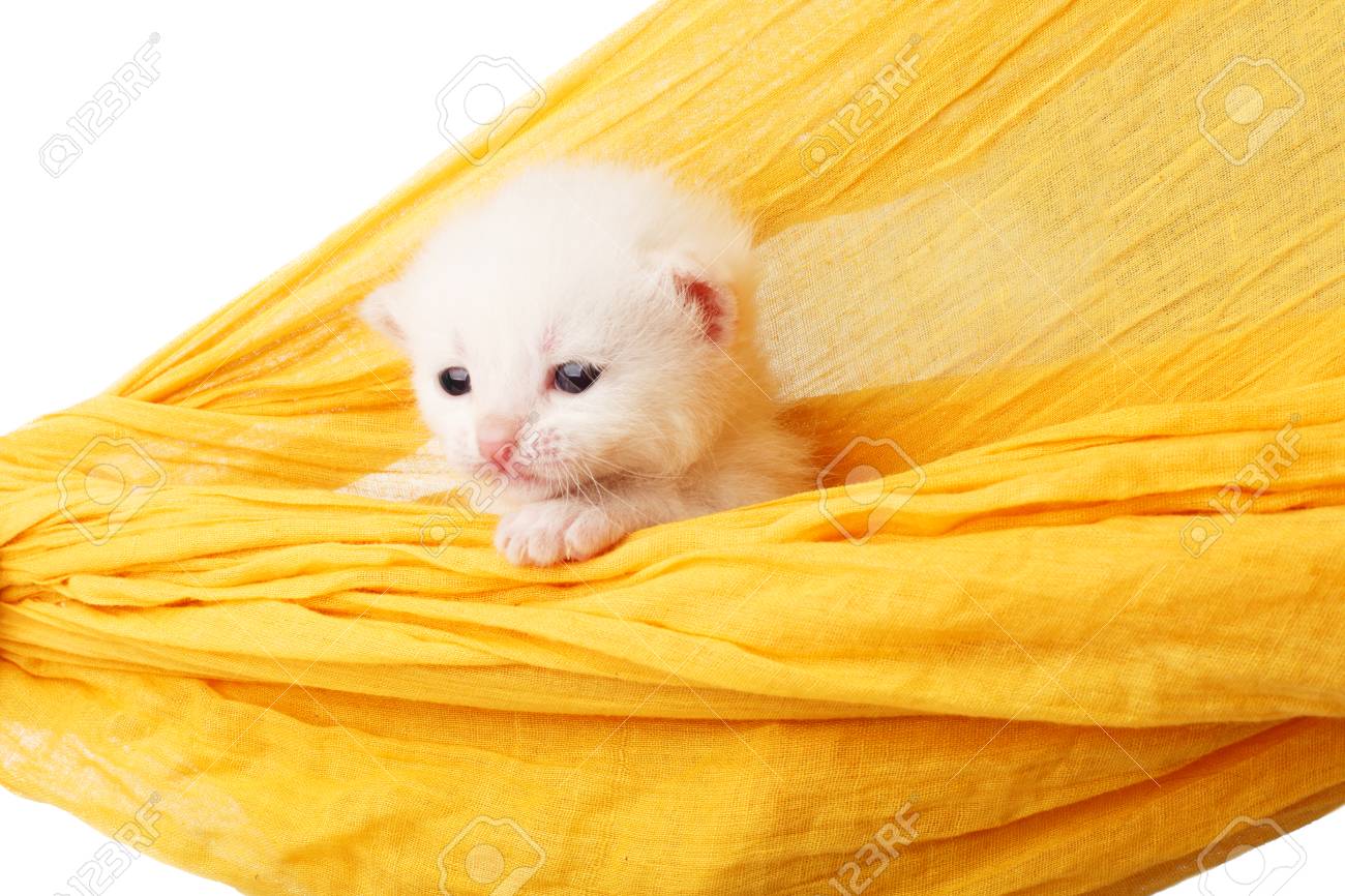 黄色のハンモックで白い子猫 ホワイトで分離された残りの部分を持ってのハンモックでかわいい白い子猫 の写真素材 画像素材 Image