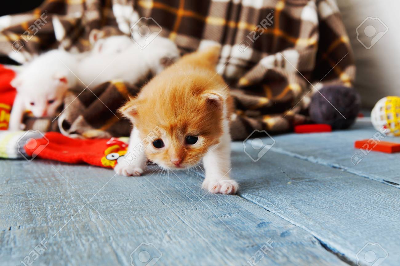 Home | Nyancats, image size:1300x866