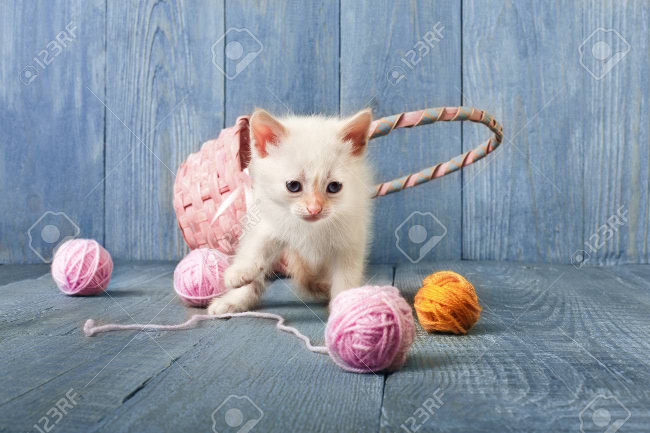 Chaton Blanc Drole Avec Boule De Laine Rose Et Panier De Paille Ludique Petit Chat Sur Fond De Bois Bleu Banque D Images Et Photos Libres De Droits Image