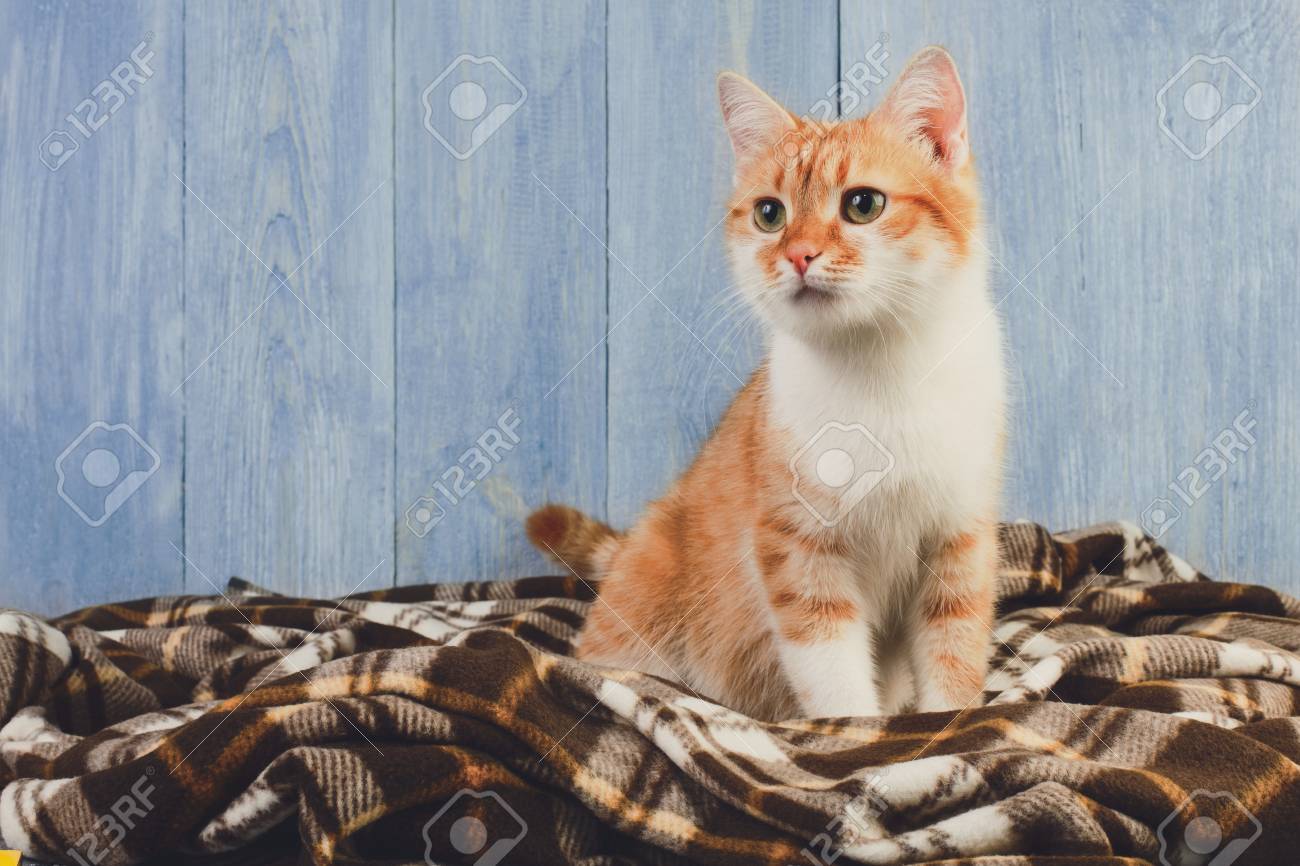 white orange cat