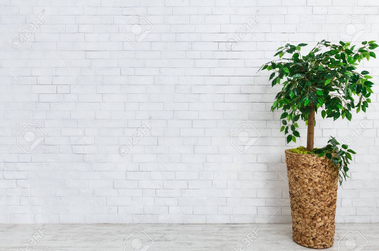 Flower Pot With Ficus Tree Standing On Floor At White Brick Wall Stock Photo Picture And Royalty Free Image Image 118032798