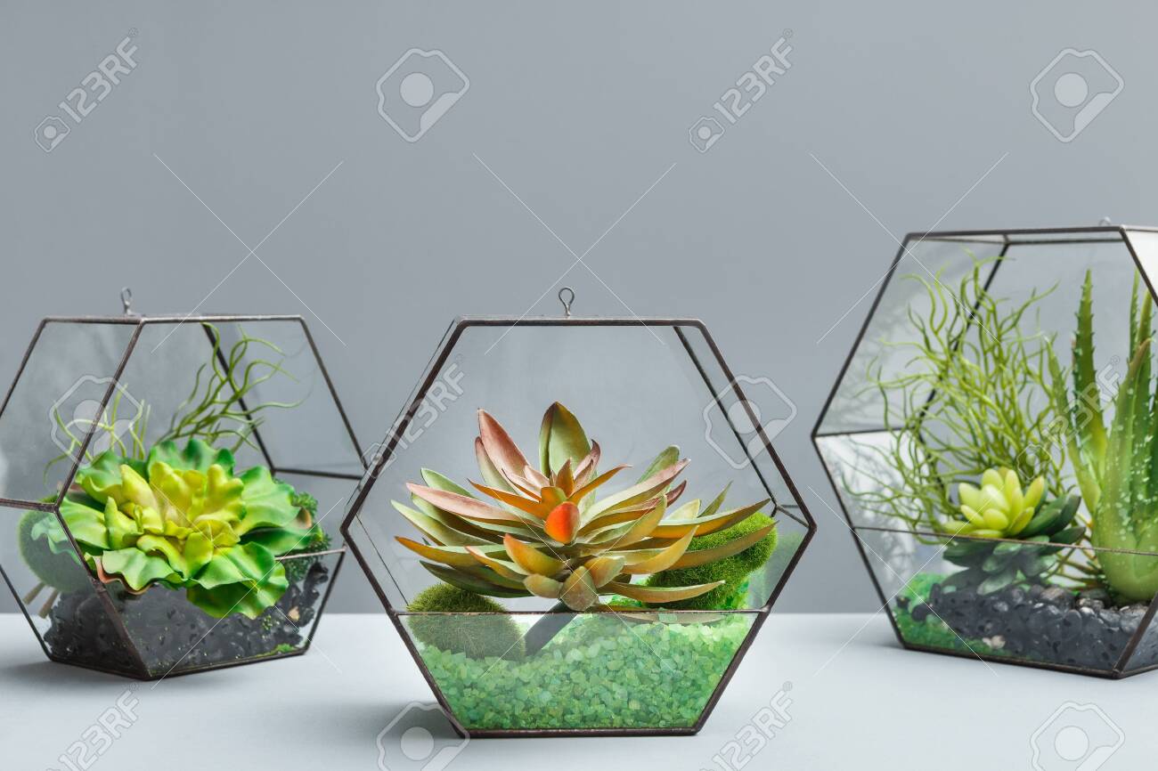 Composition Of Succulent Plants In Glass Florarium Vases Over