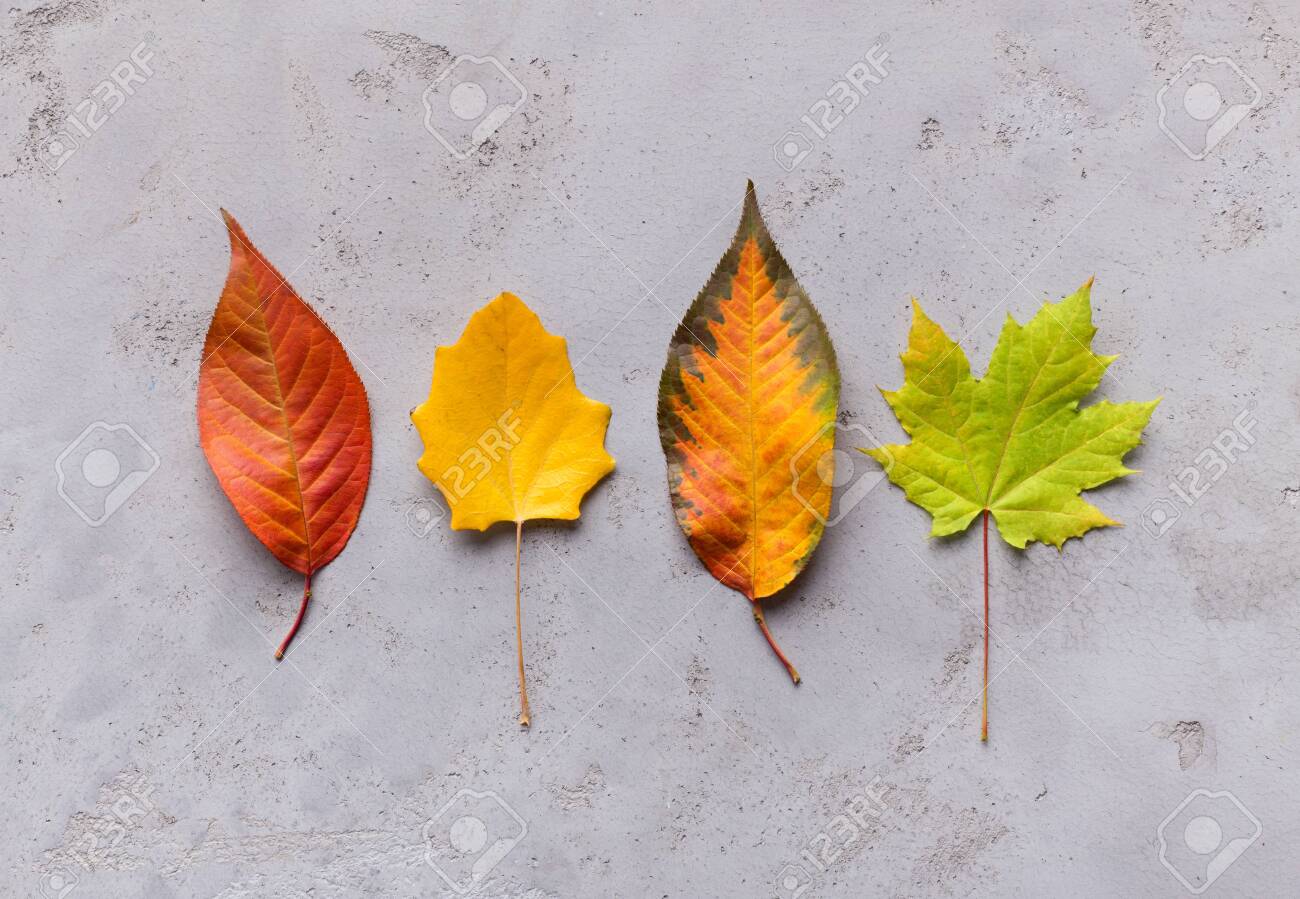 Bright and creative composition of different colorful autumn fallen leaves on grey - 130152841 Bright and creative composition of different colorful autumn fallen leaves on grey - 130152841