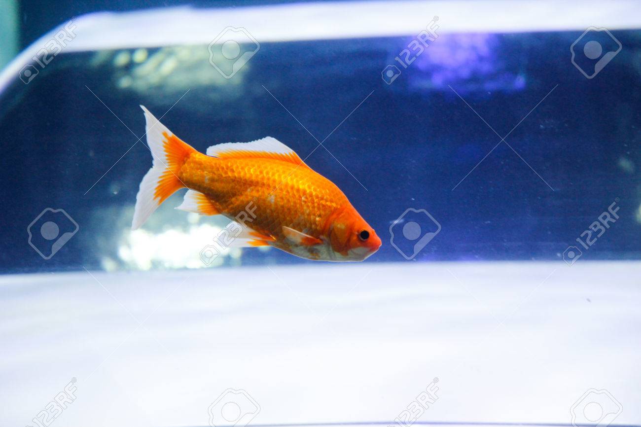 水槽で観賞用の金魚 の写真素材 画像素材 Image