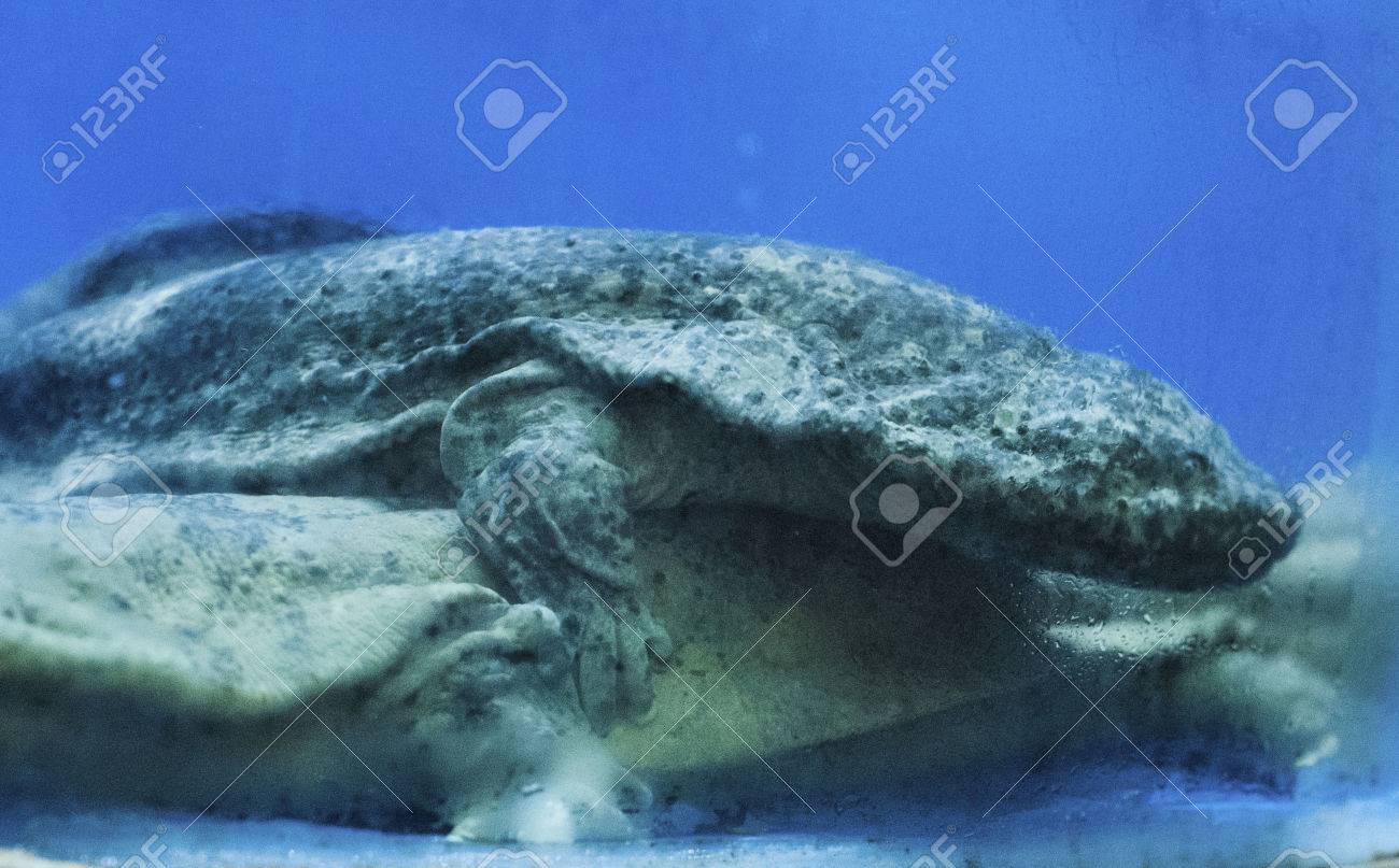 オオサンショウウオ の写真素材 画像素材 Image