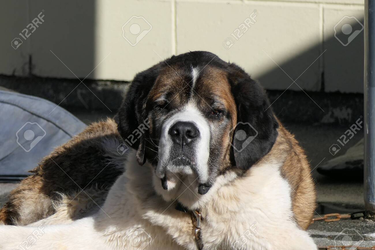 working st bernard