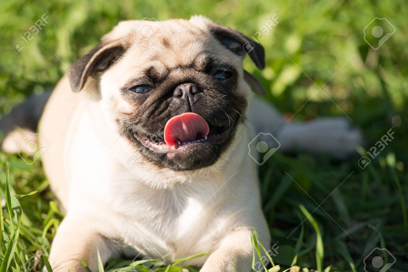 公園でかわいい赤ちゃんパグ の写真素材 画像素材 Image